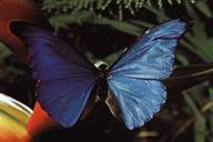Le plus beau papillon du Monde !